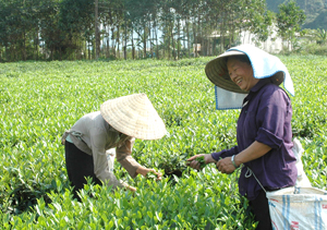 Nông dân huyện Lạc Thủy đưa giống chè mới vào sản xuất cho hiệu quả kinh tế cao.